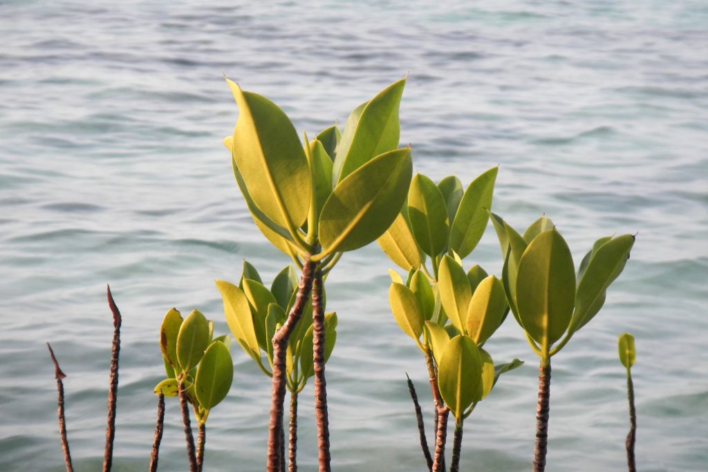 Middle East Mangrove Hub: Conservation, Restoration & Training
