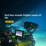 Red Sea Reveals Hidden Oases of Life