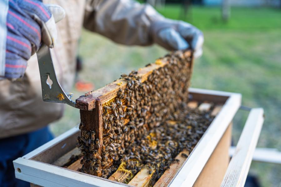 Provide training and resources to underserved individuals to become beekeepers, enabling them to start small businesses while contributing to local biodiversity.