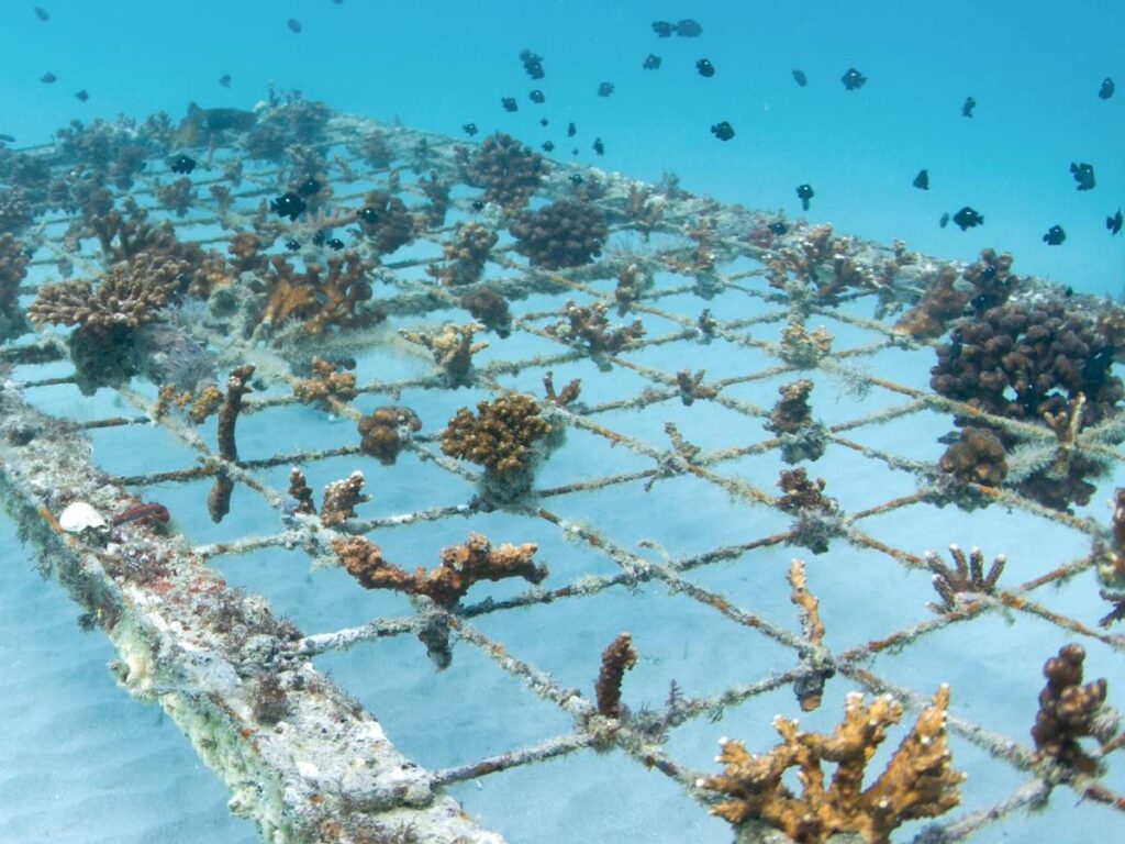 10 Corals: Support Goumbook’s coral restoration in the Arabian Gulf by adopting coral to help protect and preserve marine biodiversity.