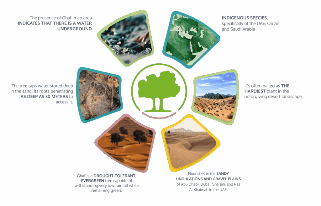 Give A Ghaf - Meet the Ghaf Tree