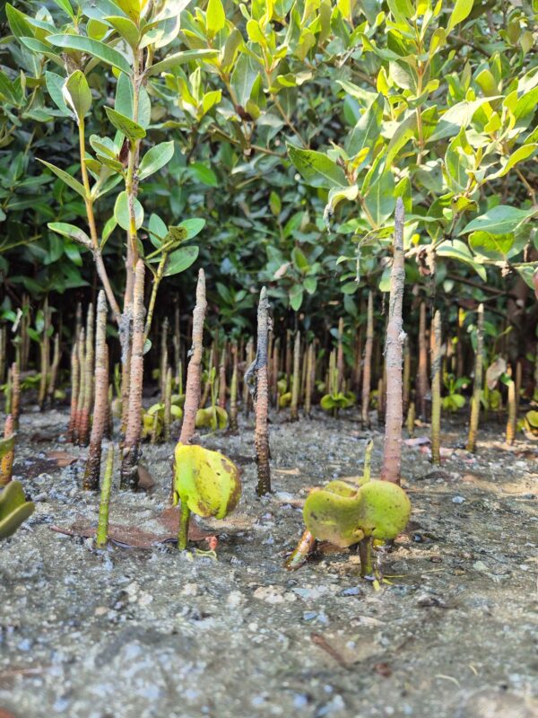 10 Mangrove Saplings