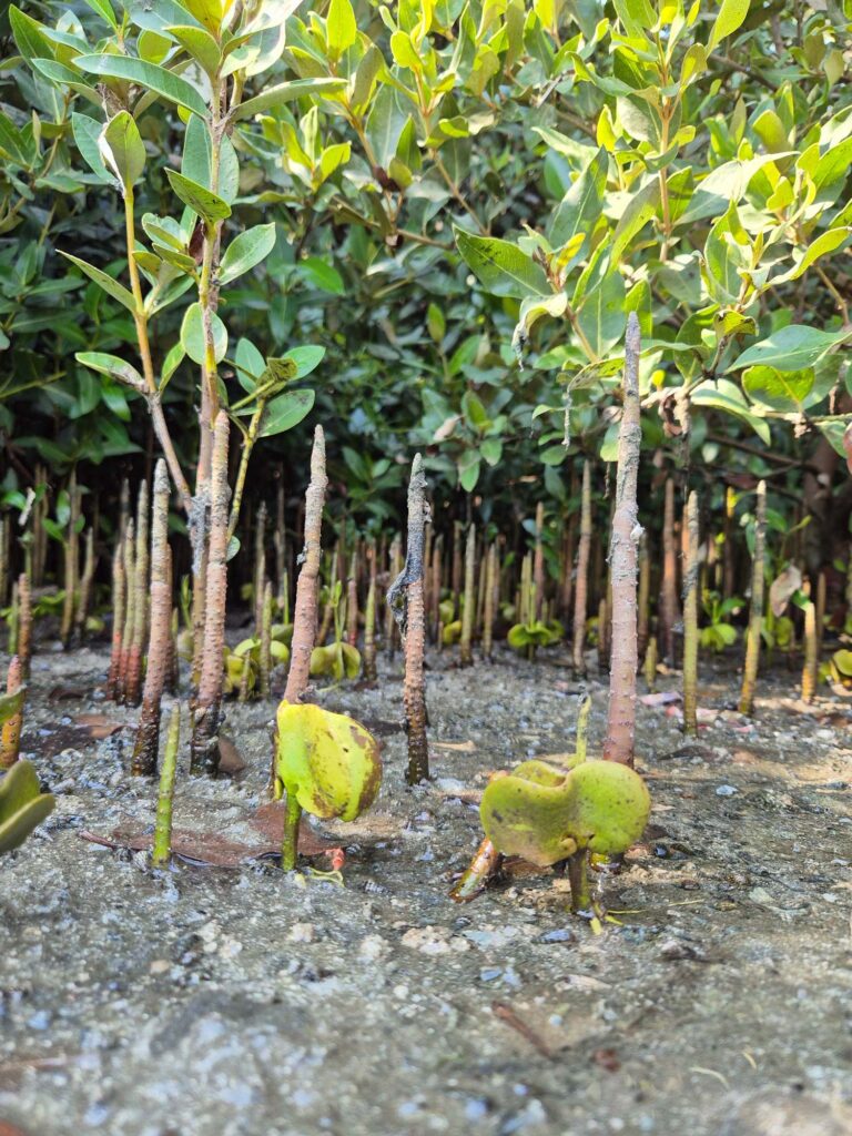 10 Mangrove Saplings: Cultivating a sustainable future by restoring ecosystems and strengthening climate resilience.