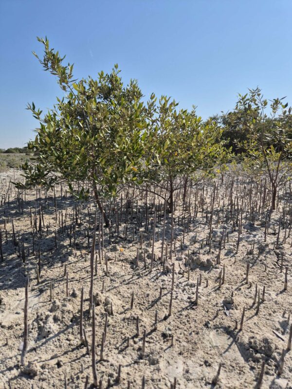 20 Mangrove Saplings