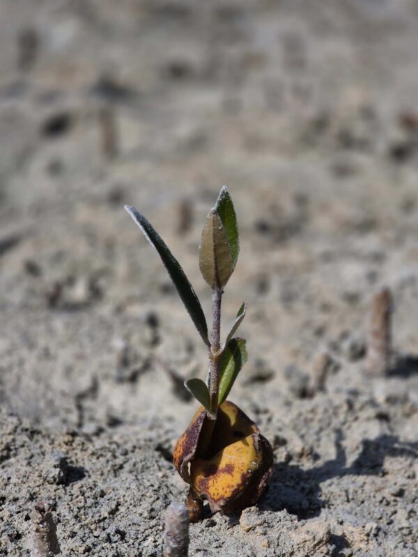 1 Mangrove Sapling