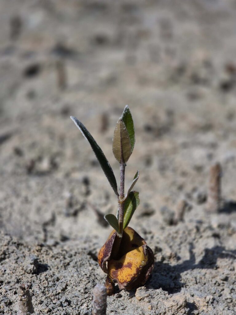 1 Mangrove Sapling: Cultivating a sustainable future by restoring ecosystems and strengthening climate resilience.