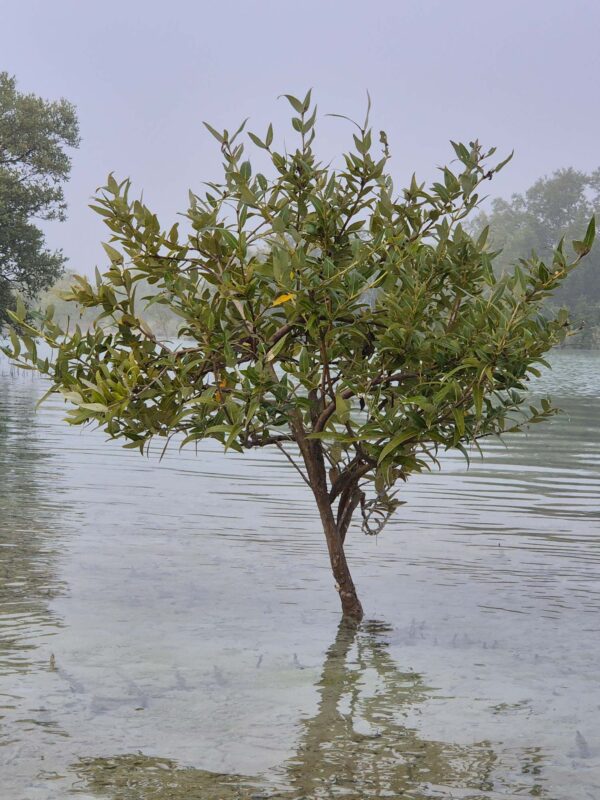 50 Mangrove Saplings