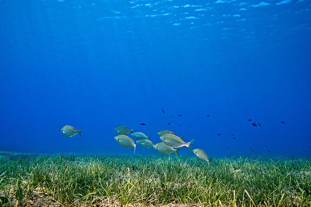Grassroots of a Healthy Ocean: A Framework for Global Seagrass Monitoring | Goumbook