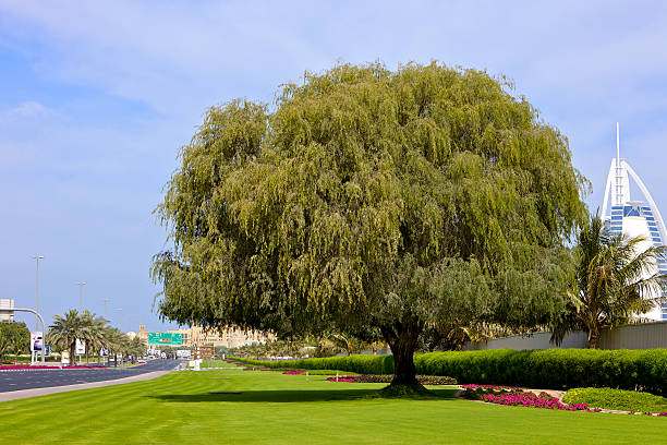 Give A Ghaf Goumbook Earth Day 2026 UAE